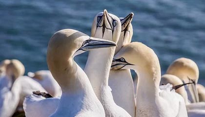 爱游戏下载-乌迪内斯攻防兼备，战胜劲旅升至前茅，乌迪内斯比赛视频聚胜顽球汇