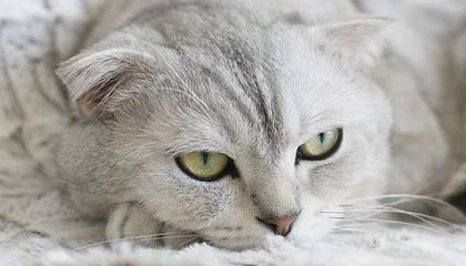 爱游戏官方-Gen.G核心选手复出时间确认